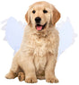 Dog costume L - Realistic wings, festive accessory V1188-MS101-00914-1