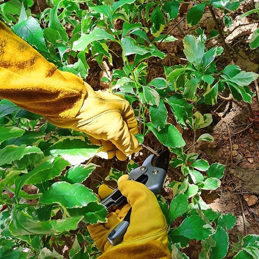 Gardening Gloves - 1 pair - Women/Men - Thorn-Resistant Cowhide Leather rose/blackberry pruning - thorn- and V1188-MS101-03420-1