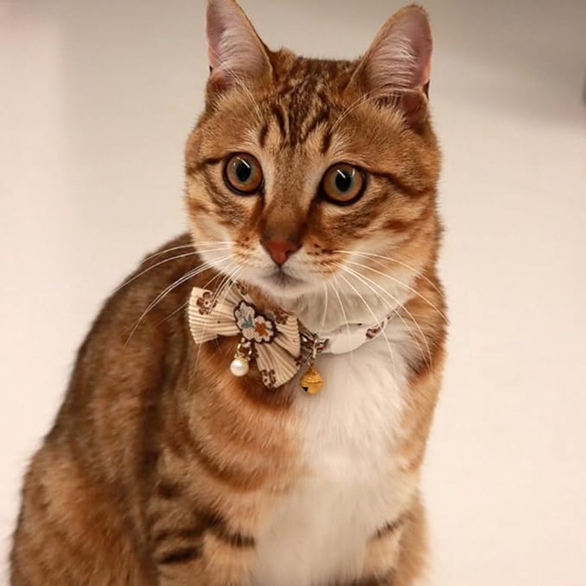 Cat Collar - Bow and Bell Collar - Adjustable Kitten Collar - Dog Collar - Lightweight Safety Collar for Pets V1188-ZXY-10893