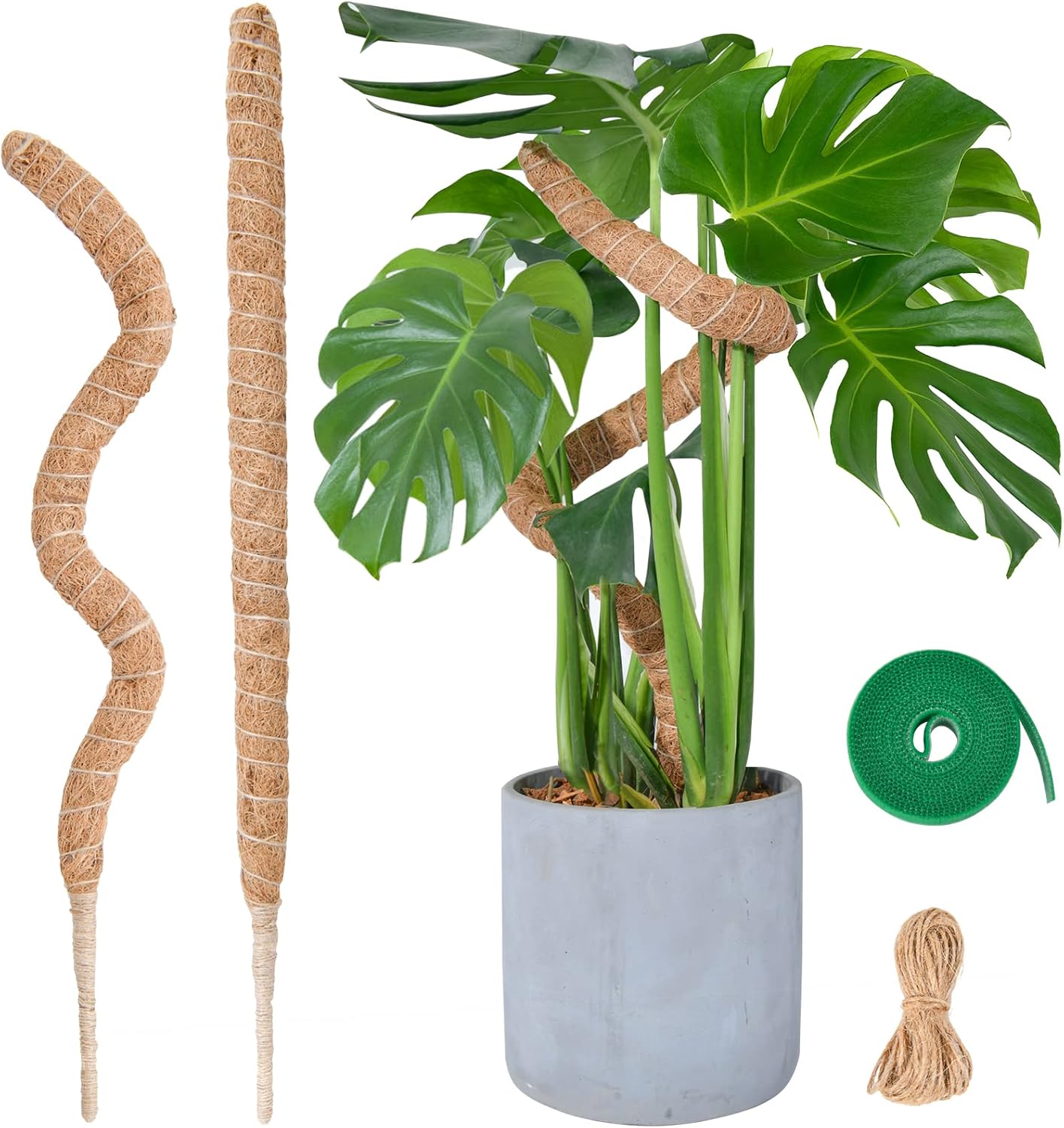 Flexible Plant Support for Climbing Plants - 60 cm Set of 2 - For Houseplants V1189-HB003WSRR00008