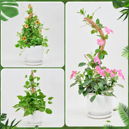 Flexible Plant Support for Climbing Plants - 60 cm Set of 2 - For Houseplants V1189-HB003WSRR00008
