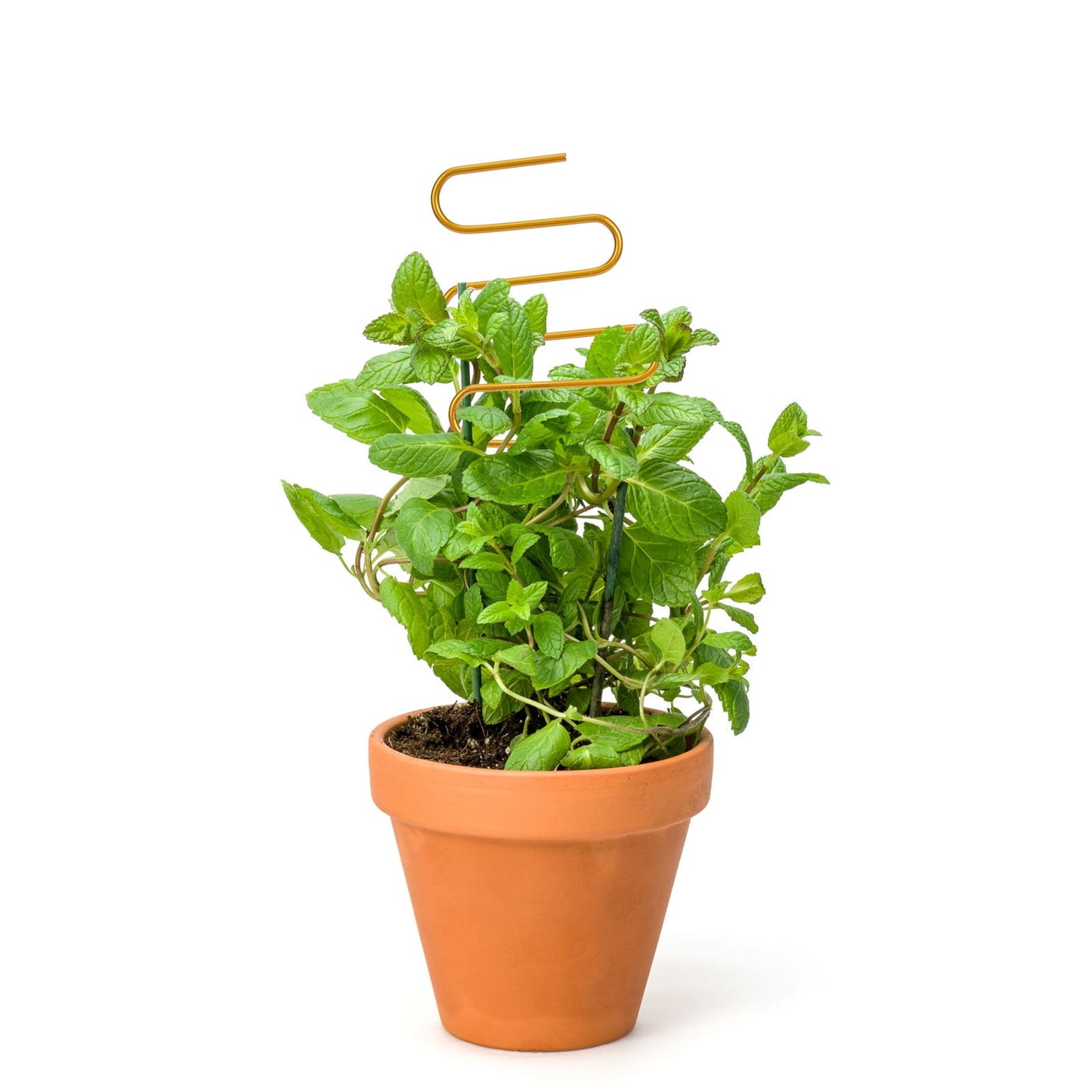 SWETRACE 2Pcs Curved Shape Iron Garden Trellis for Indoor Potted Plants Home Decorative Support 13.4x4.1in V1189-LWWAL-20260327-03685