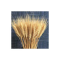 100 Pcs Natural Dried Wheat Stems Artificial Flower for DIY Decor V1189-WXF-521-0040