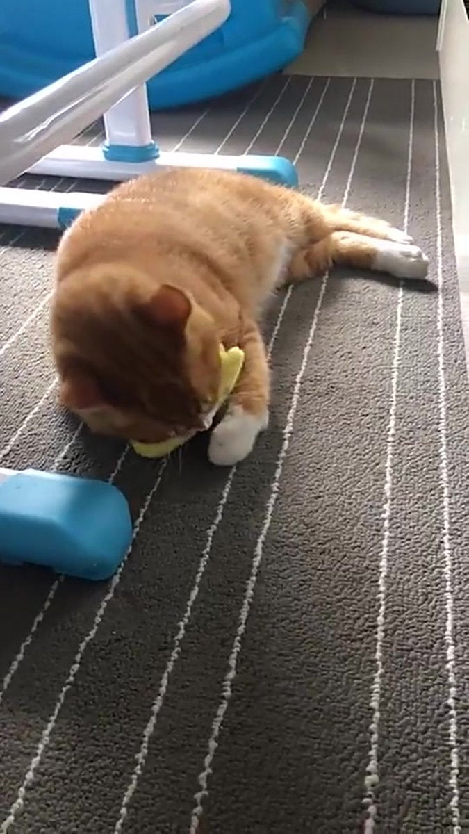 Catnip Plush Toy | Cat Toys | Catnip | Cat Toys | BLUE V1189-WXFBOL-54-1