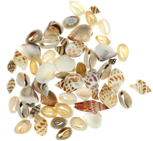 Mini Decorative Shells - Various Types - Approx. 1 CM - Total 40 Grams V1189-WXFBOL-79-1