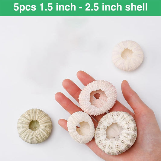 Tutuviw 5 Pcs Mini Sea Urchin Shell Air Plant Holders,Decorative Hanging Air Plant Pot, Tillandsia Succulent V1189-WXFWAL-20260319-00169