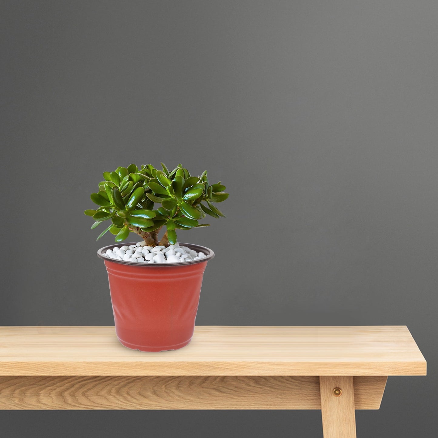 Worgeous 50 Pcs Large Plastic Planter Pots for and Plants, Garden Starter Containers V1189-WXFWAL-20260326-02122