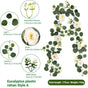 Eucalyptus Rattan - 36 Heads-A V1221-EUCALYPTUS-RATTAN-36-HEADS-A