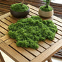 30g Dark Green Artificial Moss-2Pcs V1221-XM-RZTX-01