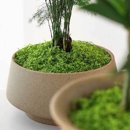 30g Dark Green Artificial Moss-2Pcs V1221-XM-RZTX-01