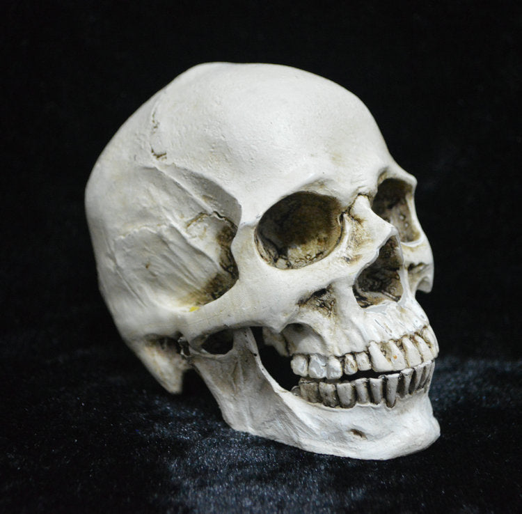 Life-size Replica of Realistic Human Skull, Head Bone Model, Anatomy White Resin Skull High Precision V1237-ZY-203-1047