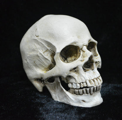 Life-size Replica of Realistic Human Skull, Head Bone Model, Anatomy White Resin Skull High Precision V1237-ZY-203-1047