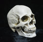 Life-size Replica of Realistic Human Skull, Head Bone Model, Anatomy White Resin Skull High Precision V1237-ZY-203-1047