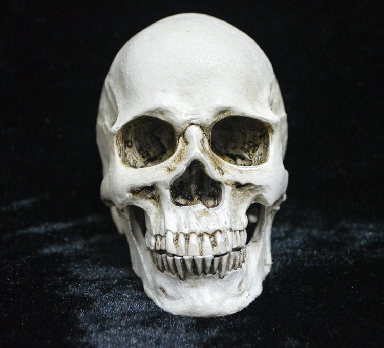 Life-size Replica of Realistic Human Skull, Head Bone Model, Anatomy White Resin Skull High Precision V1237-ZY-203-1047