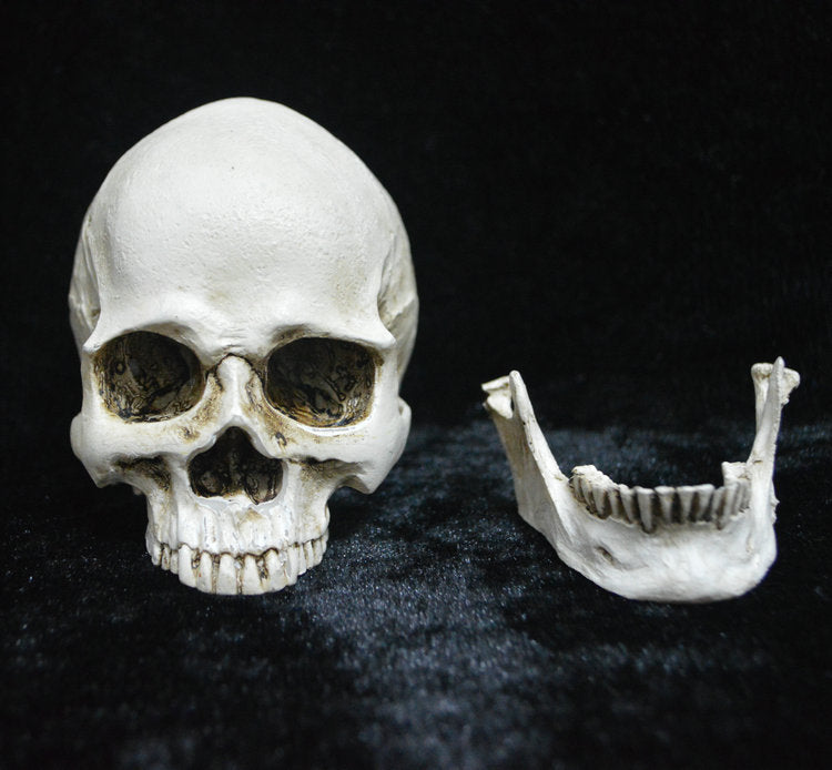 Life-size Replica of Realistic Human Skull, Head Bone Model, Anatomy White Resin Skull High Precision V1237-ZY-203-1047