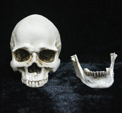 Life-size Replica of Realistic Human Skull, Head Bone Model, Anatomy White Resin Skull High Precision V1237-ZY-203-1047