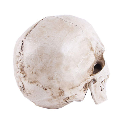 Life-size Replica of Realistic Human Skull, Head Bone Model, Anatomy White Resin Skull High Precision V1237-ZY-203-1047