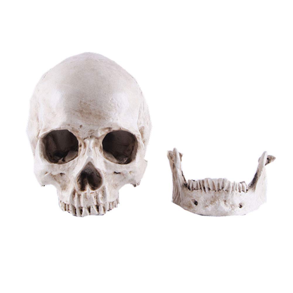 Life-size Replica of Realistic Human Skull, Head Bone Model, Anatomy White Resin Skull High Precision V1237-ZY-203-1047