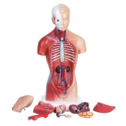 Unisex Human Torso Body Anatomy Anatomical Model Internal Organs A 28CM V1237-ZY-203-4774