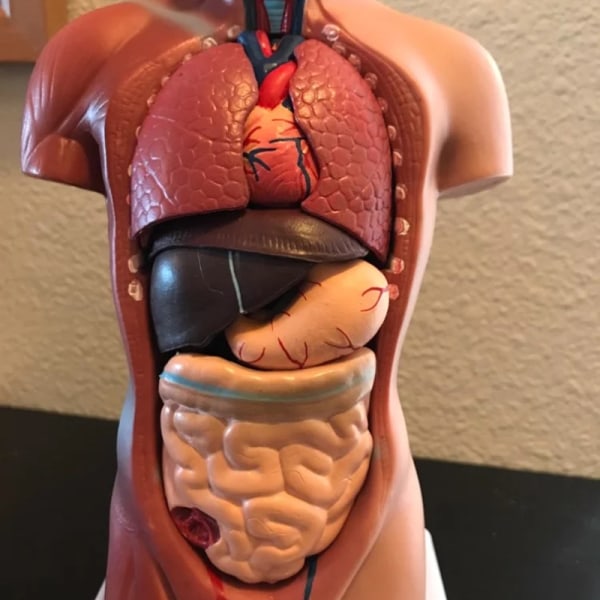 Unisex Human Torso Body Anatomy Anatomical Model Internal Organs A 28CM V1237-ZY-203-4774