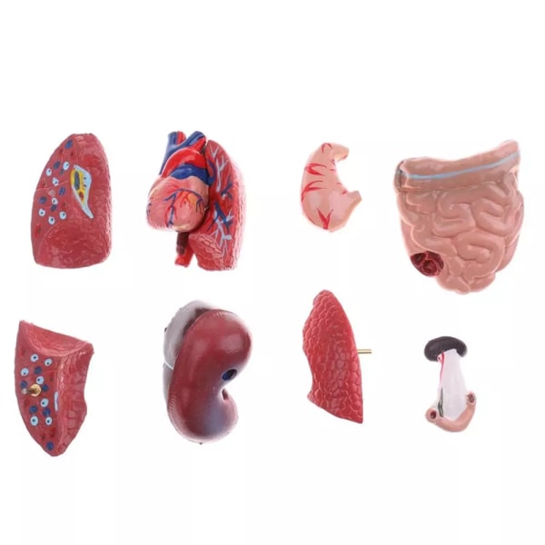 Unisex Human Torso Body Anatomy Anatomical Model Internal Organs A 28CM V1237-ZY-203-4774