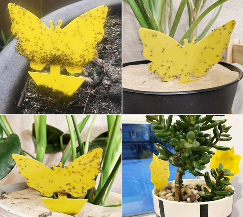 20-pack Fly Trap Flycatchers, Effective Butterfly Control V1237-ZY-506-0248