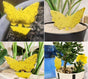 20 Pack Fly Trap, Cute and Effective Escape Flycatchers V1237-ZY-506-0249