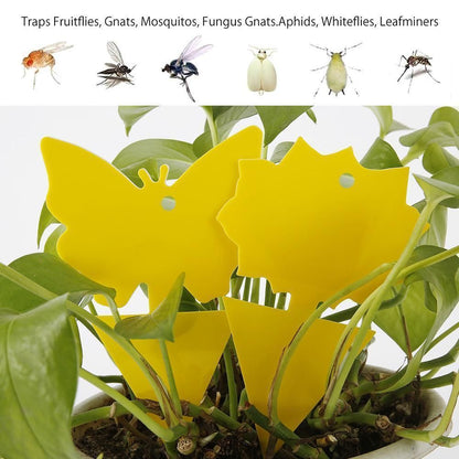 20 Pack Fly Trap, Cute and Effective Escape Flycatchers V1237-ZY-506-0249
