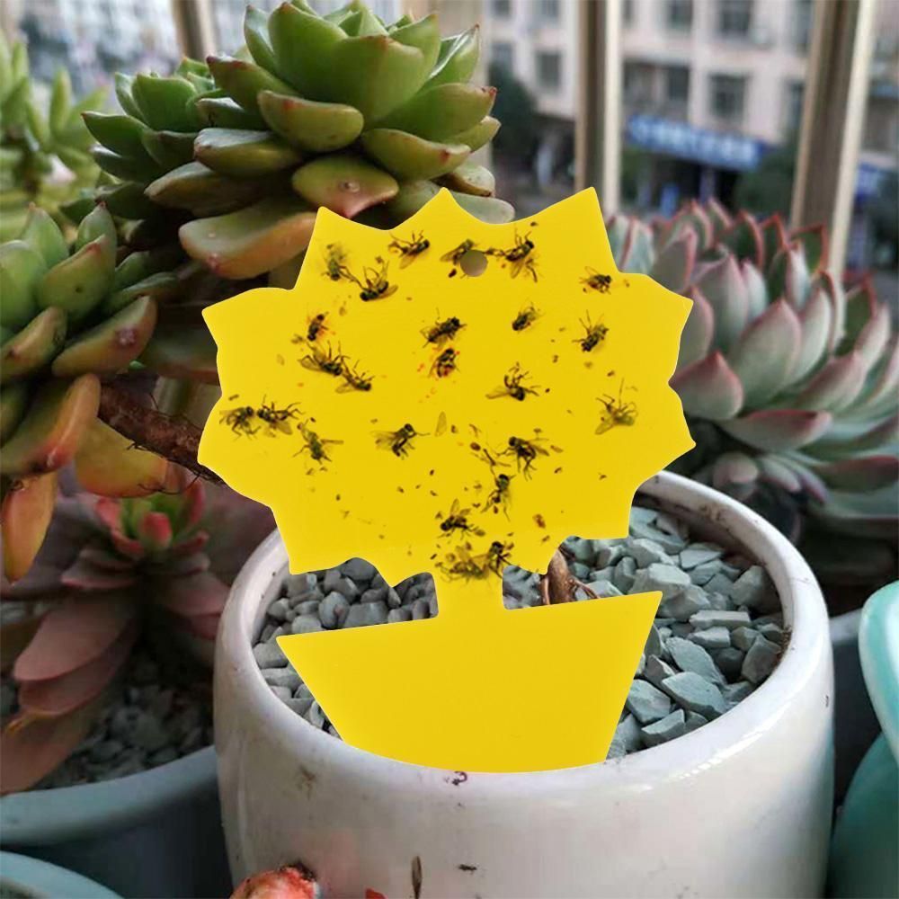 20 Pack Flycatchers, Fly Trap, Cute and Effective Die V1237-ZY-506-0250