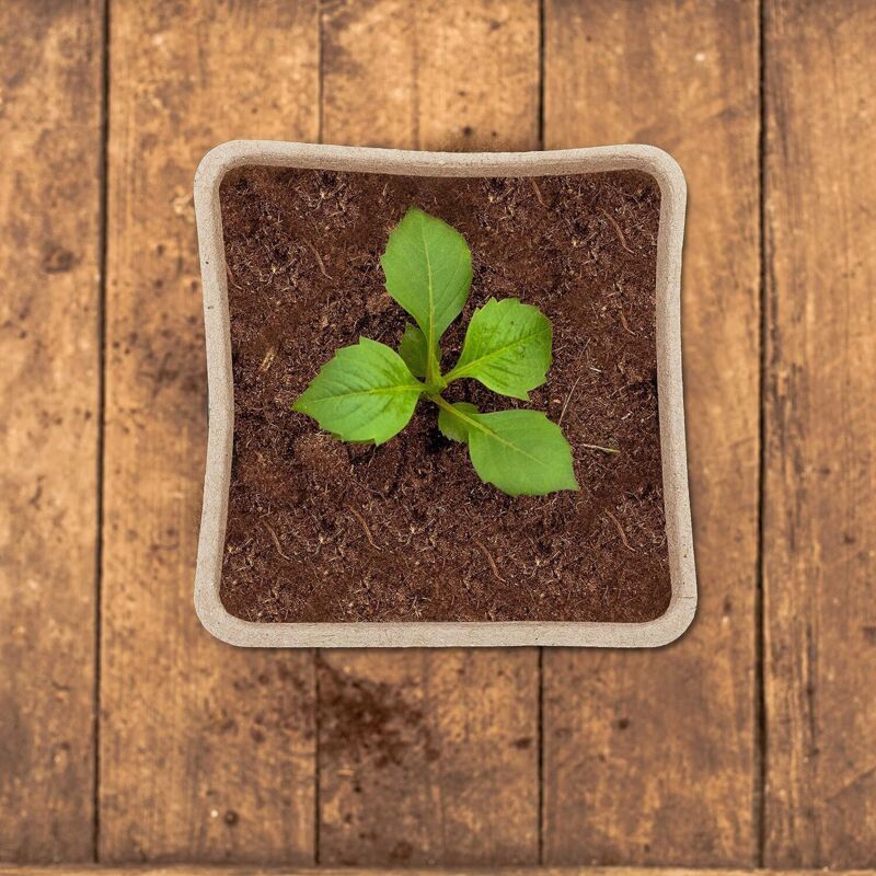 120 Pieces Biodegradable Seedling Pots, Biodegradable Pots, Biodegradable Seedling Pots for Seedlings, for V1237-ZY-528-182