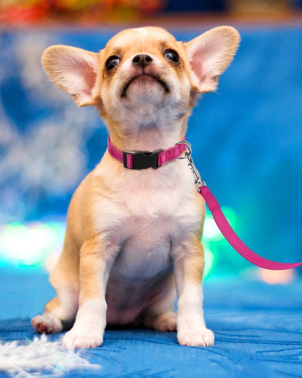 Reflective Dog Collar with Buckle Adjustable Safety Nyl Collars for Small Medium Large Dogs, Pink S V1258-DP02-A-738