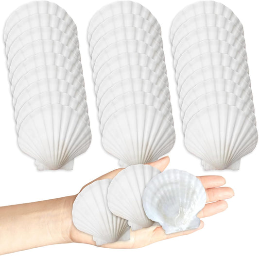 30Pcs Seashells for Crafts,Scallop Shells for Beach Decoration,2-3In Seashells for DIY Craft Painting, White V1258-DP02-B-3251