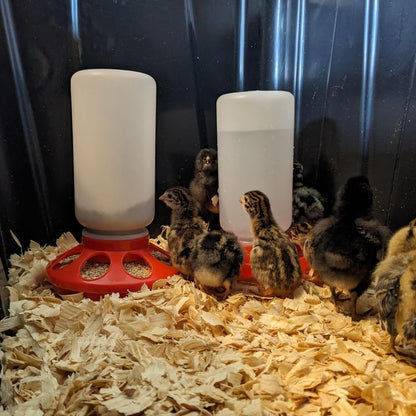 1L Durable Poultry Water Container for Chickens Ducks Turkeys Quail - Reusable Drinker Feeder V1258-DP02-BOL-271
