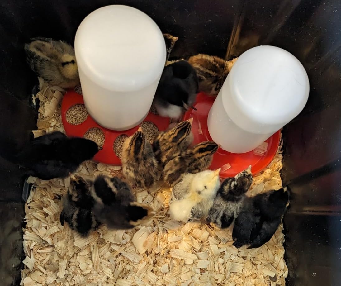 1L Durable Poultry Water Container for Chickens Ducks Turkeys Quail - Reusable Drinker Feeder V1258-DP02-BOL-271