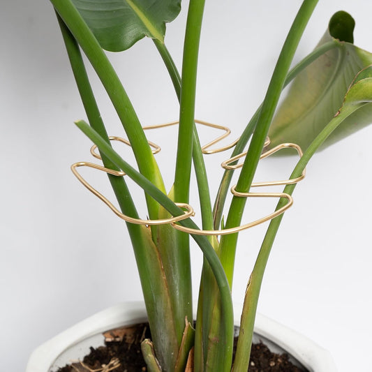 Gold Indoor Plant Stand for Climbing Plants - Plant Support Holder V1258-DP02-BOL-500