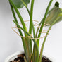 Gold Indoor Plant Stand for Climbing Plants - Plant Support Holder V1258-DP02-BOL-500