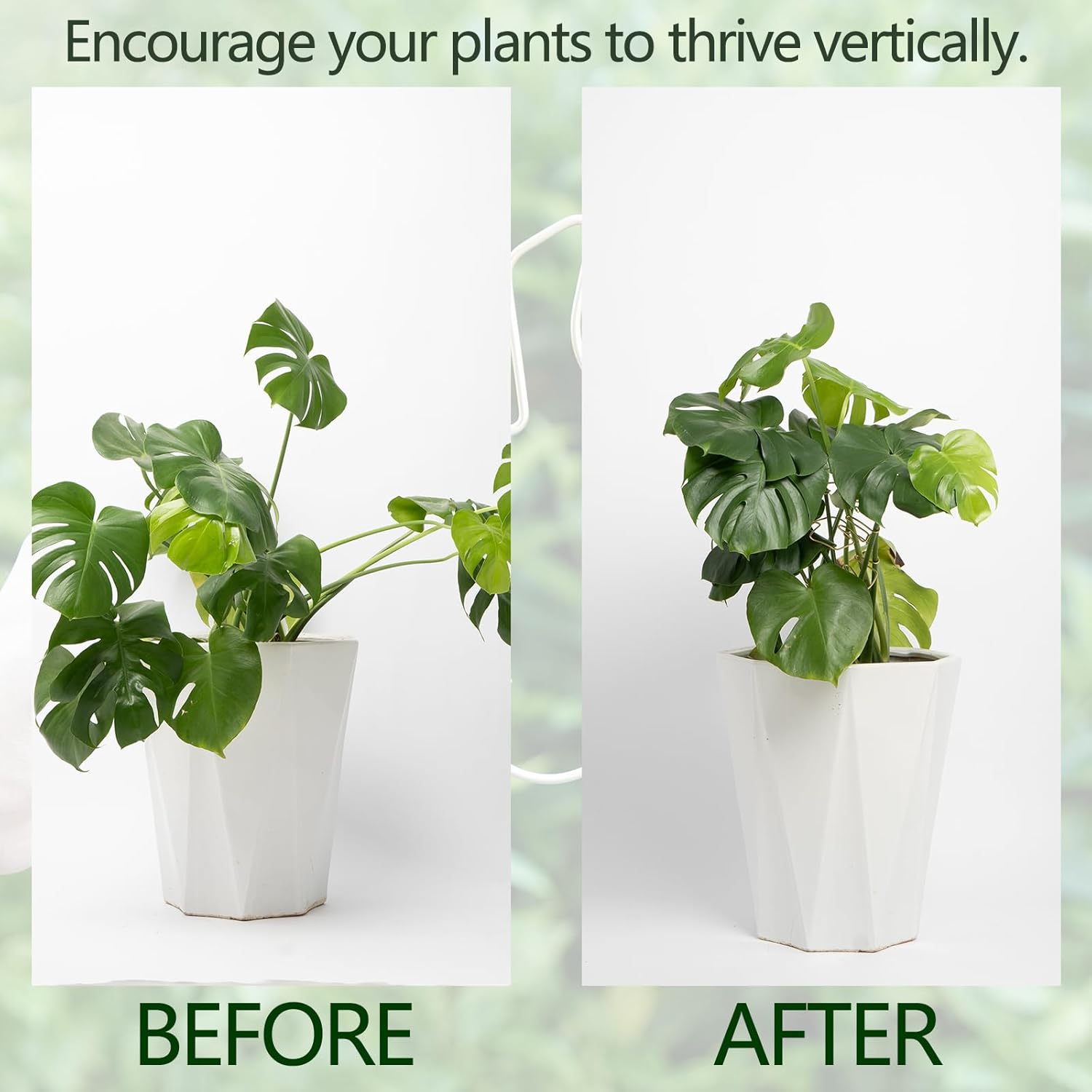 Gold Indoor Plant Stand for Climbing Plants - Plant Support Holder V1258-DP02-BOL-500