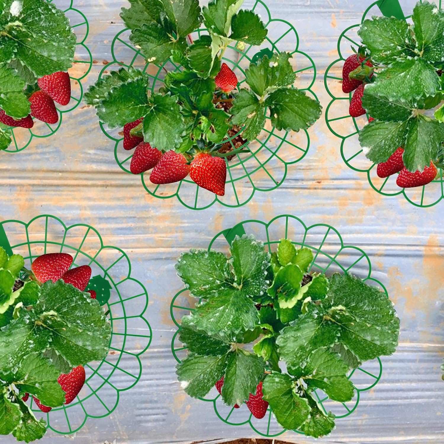 15Pack Strawberry Supports - Strawberry Plant Support Stand Strawberry Growing Racks Protector Strawberry V1258-DP02-C-548