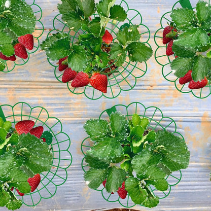 15Pack Strawberry Supports - Strawberry Plant Support Stand Strawberry Growing Racks Protector Strawberry V1258-DP02-C-548