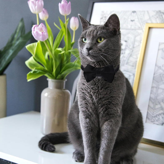 2 Pcs Velvet Cat Collar Cute Cat Bow Tie Collar for Boy Cats Breakaway Kitten Collars with Bell Adjustable V1258-DP02-D-584