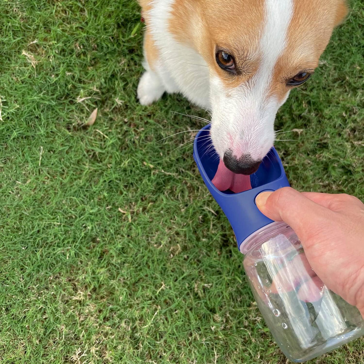Dog Stake & Leak-Proof Upright Water Cup Set V1258-DP02-E-367
