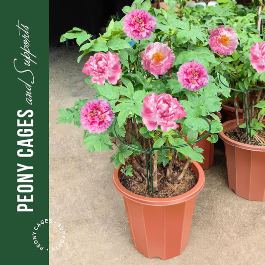 6 Pack Plant Support Plant Stakes, Metal Peony Support, Garden Plant Supports, Plant Cage, Plant Support V1258-DP02-WO-966