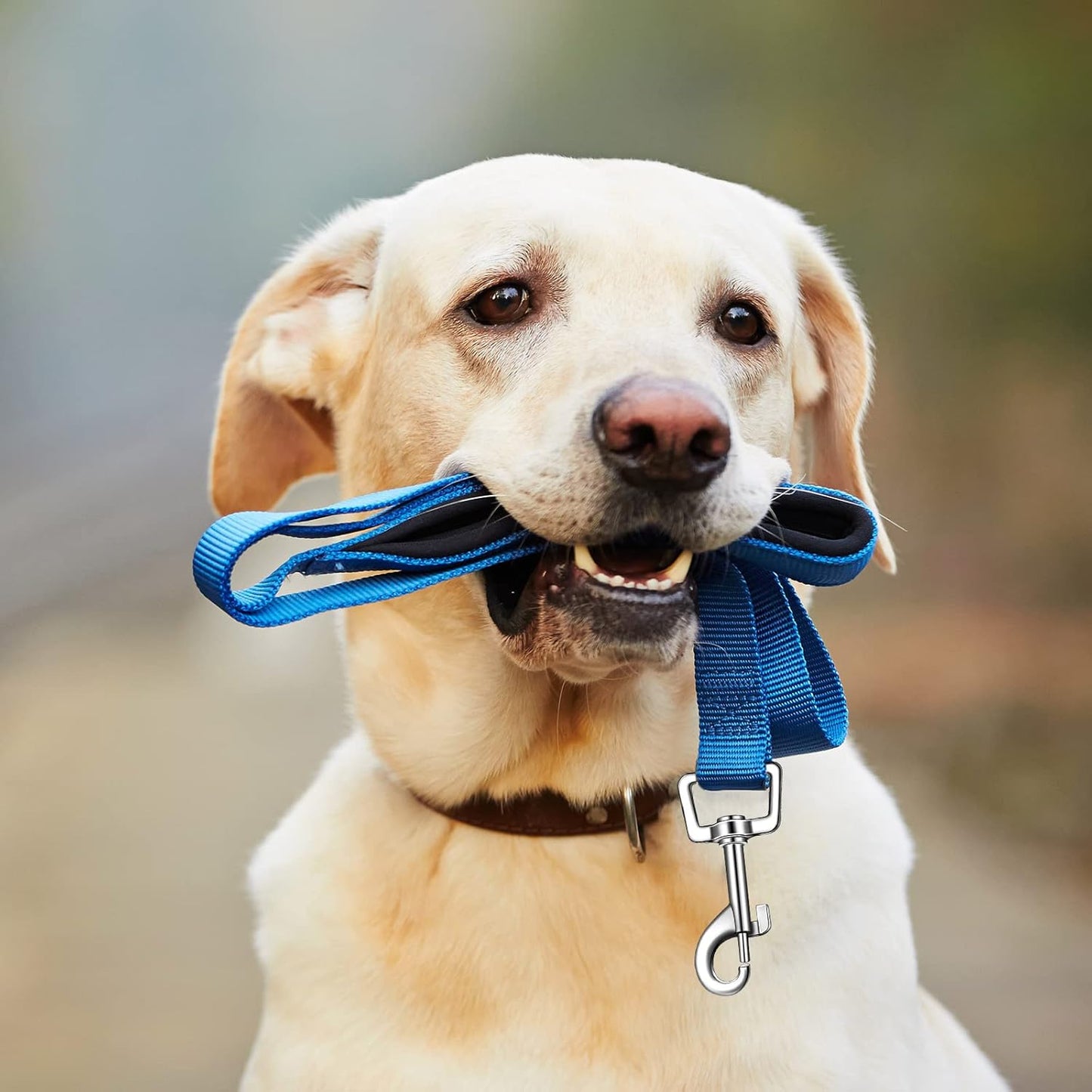 12 Pack Dog Leash Bulk, Double Sided Reflective, Nylon Leashes with Padded Handle for Small, Medium, and V1259-DP01-A-1191