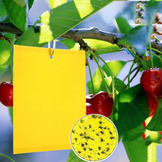 Dual-Sided Yellow Sticky Traps for Capturing Flying Plant Insects Like Fungus Gnats, Flying Aphid, V1259-DP01-A-2518