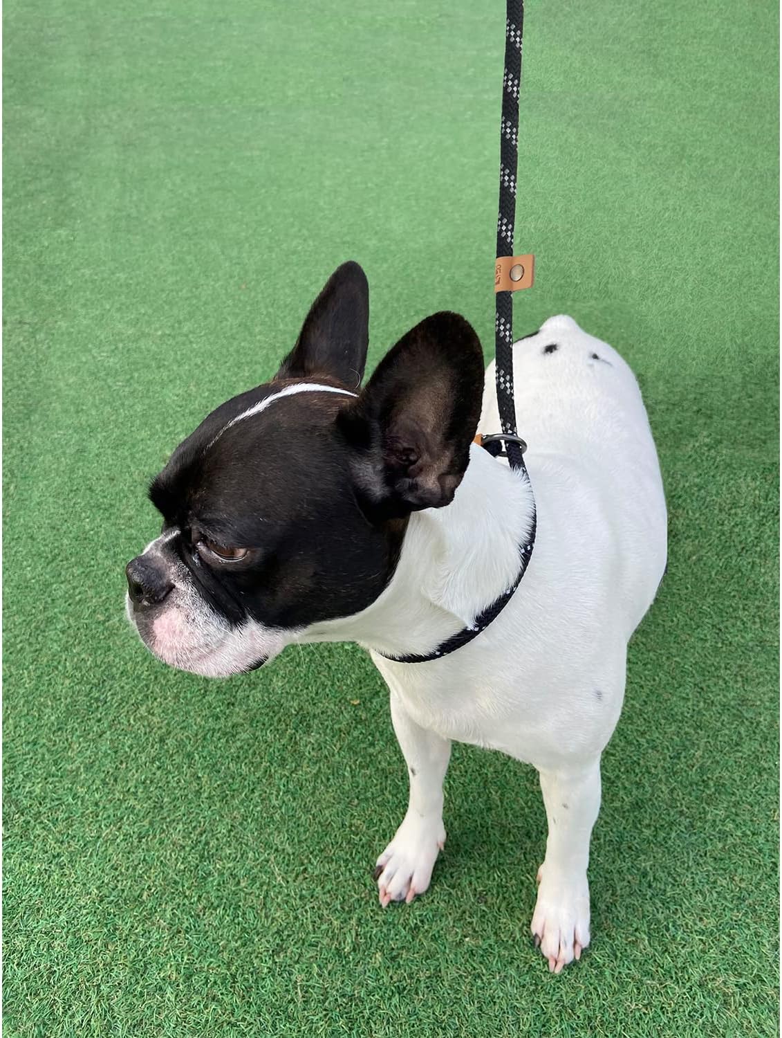 5 FT Slip Lead Dog Leash, Heavy Duty Rope Leash for Small Medium Large Dogs, No Pull Training Lead with V1259-DP01-A-3004