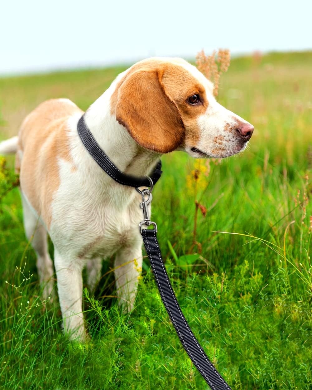 6FT Reflective Dog Leash with Soft Padded Handle for Training,Walking Lead for Large & Medium Dog,1 Inch V1259-DP01-A-3119