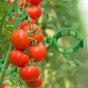 Tomato Clips for Climbing Plants, 300 Pcs Reusable Plastic Tomato Plant Clips for Climbing Plants,Tomato V1259-DP01-A-3395