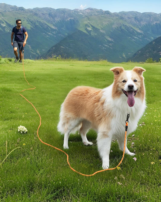 Long Leash for Dog with Removable Padded Handle, Heavy Duty Lead Large Medium Dogs, Reflective Training Play, V1259-DP01-A-4627