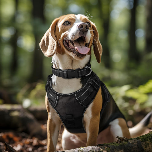 6FT x 1'' Dog Leash and Collar (18-28"), Reflective Soft Neoprene Padded Pet Collars Leashes for Extra Large V1259-DP01-A-4633