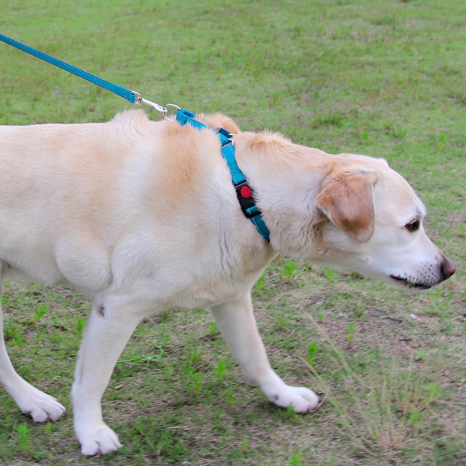 Martingale Dog Collar(12.5-16''), 6FT Double Handle Leash for Training, Sky Blue - V1259-DP01-A-4634
